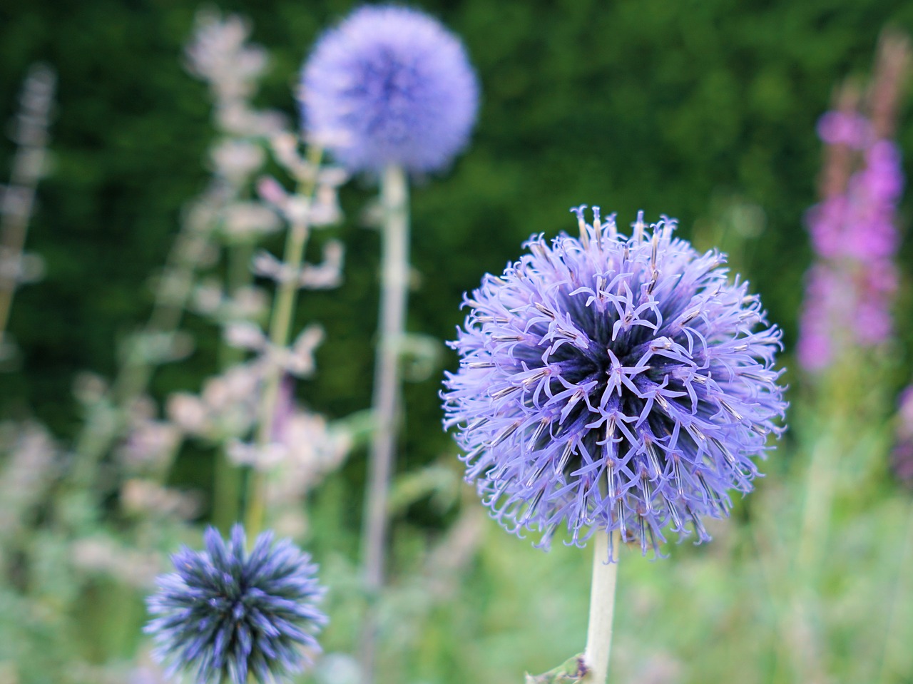 Image - flower blossom bloom meadow nature