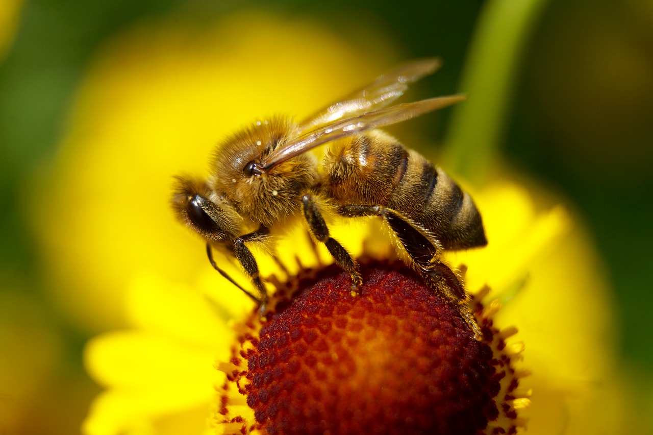 Image - bee flower insect blossom bloom