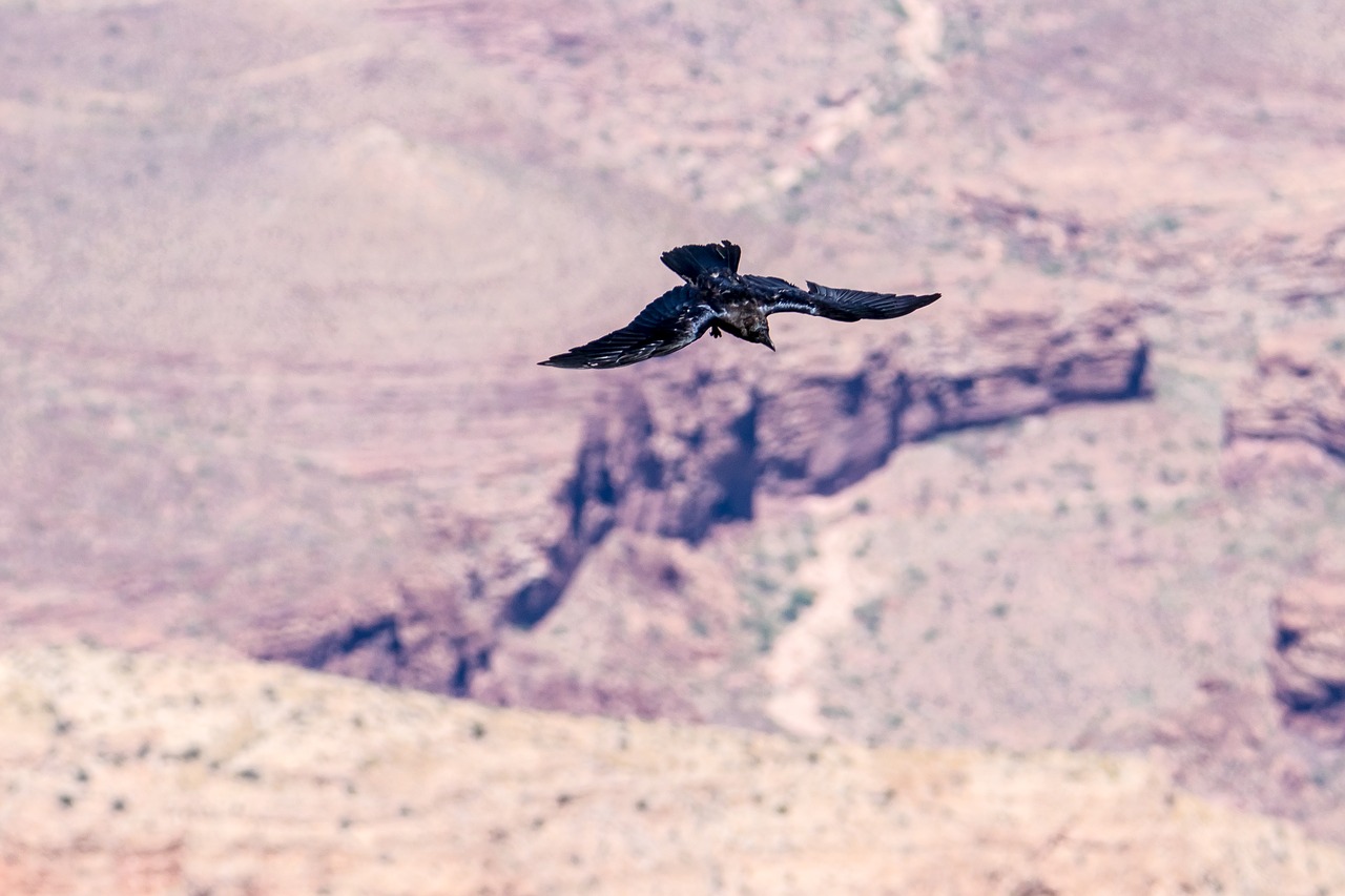 Image - bird flight canyon mountains gorge