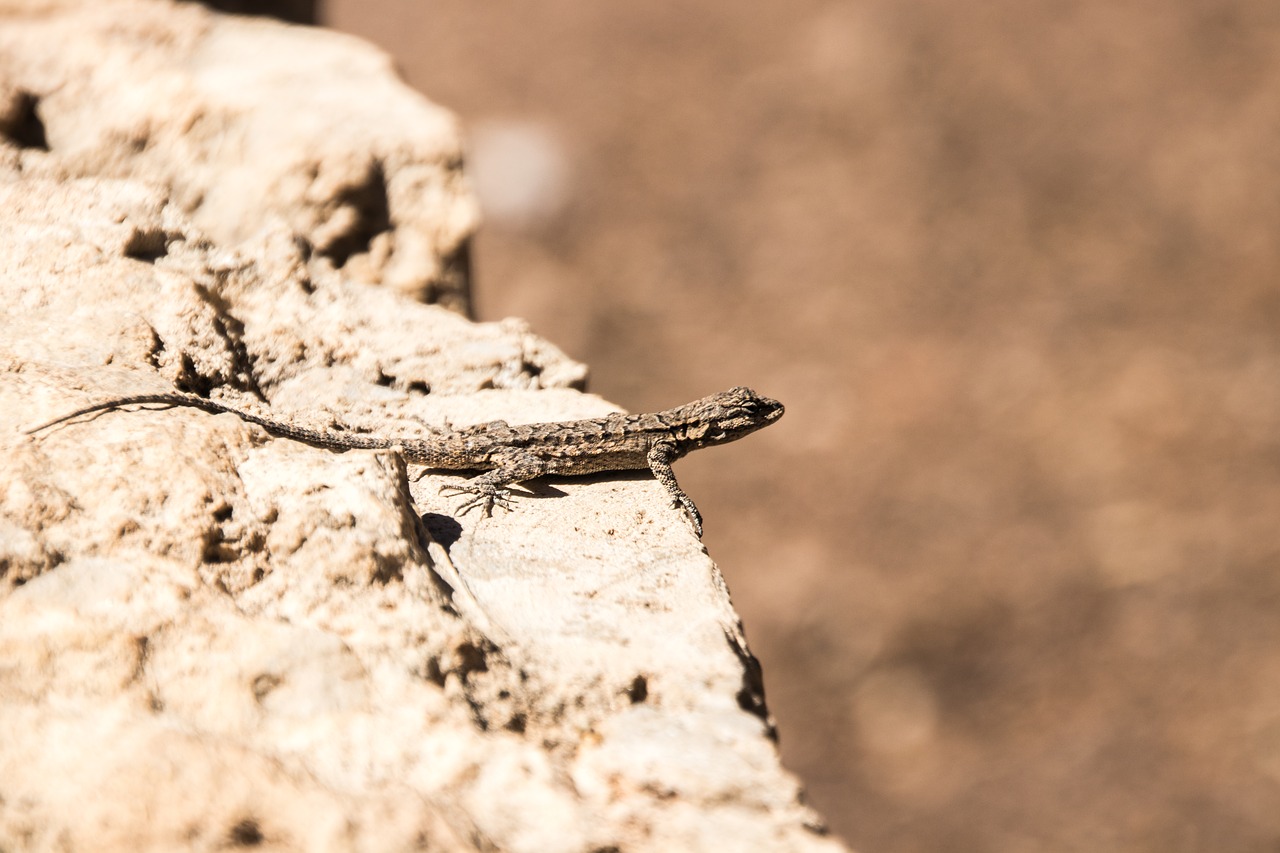 Image - animal lizard canyon mountains