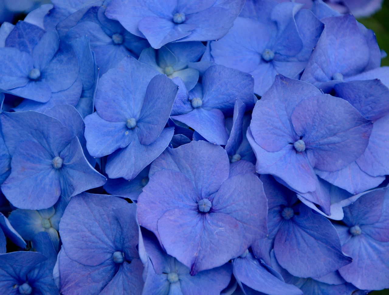 Image - hydrangea flower blue nature