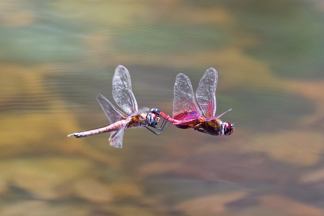 Image - dragonfly flight insect nature fly