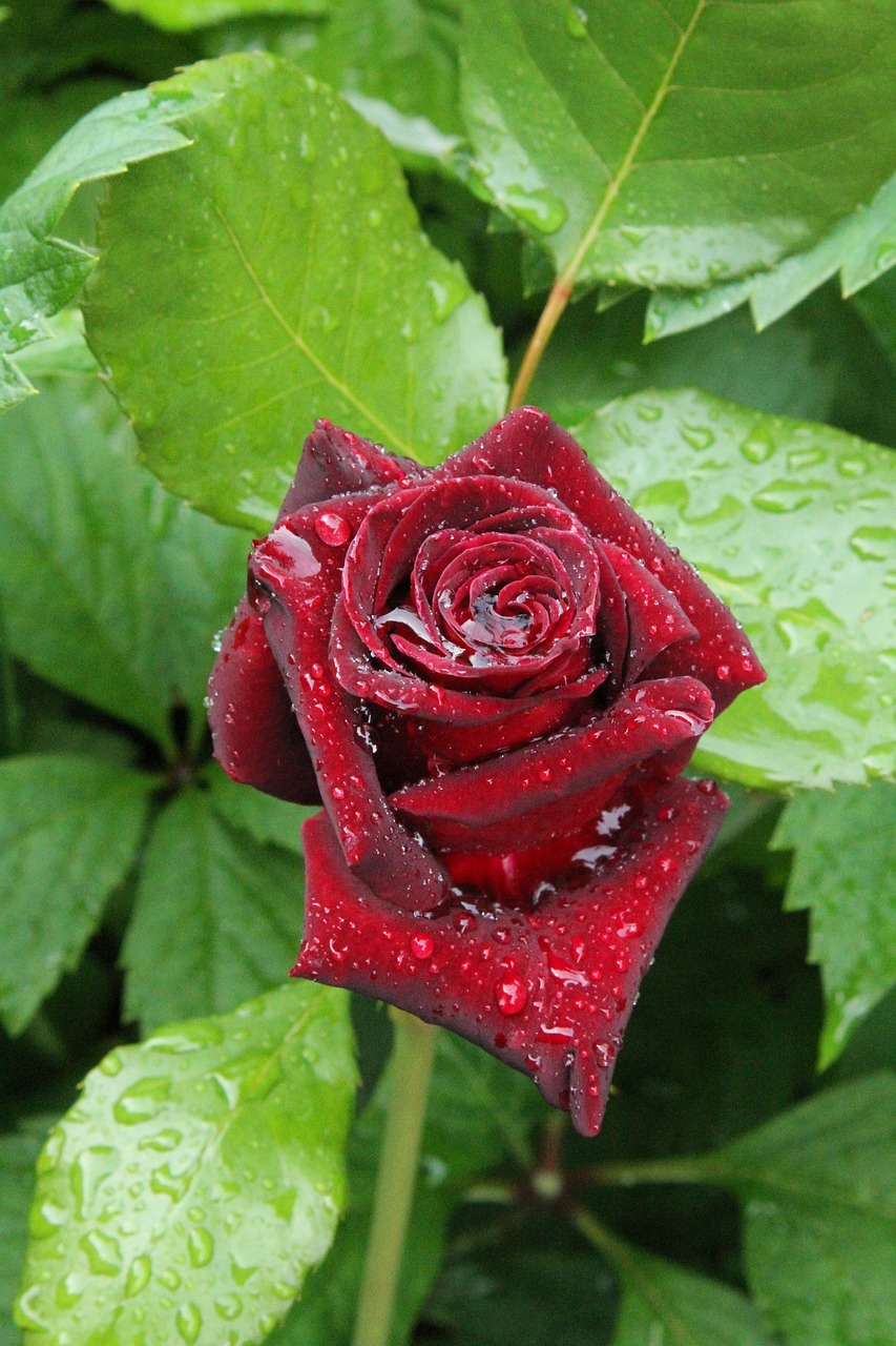 Image - samtrot confession rose bloom drip