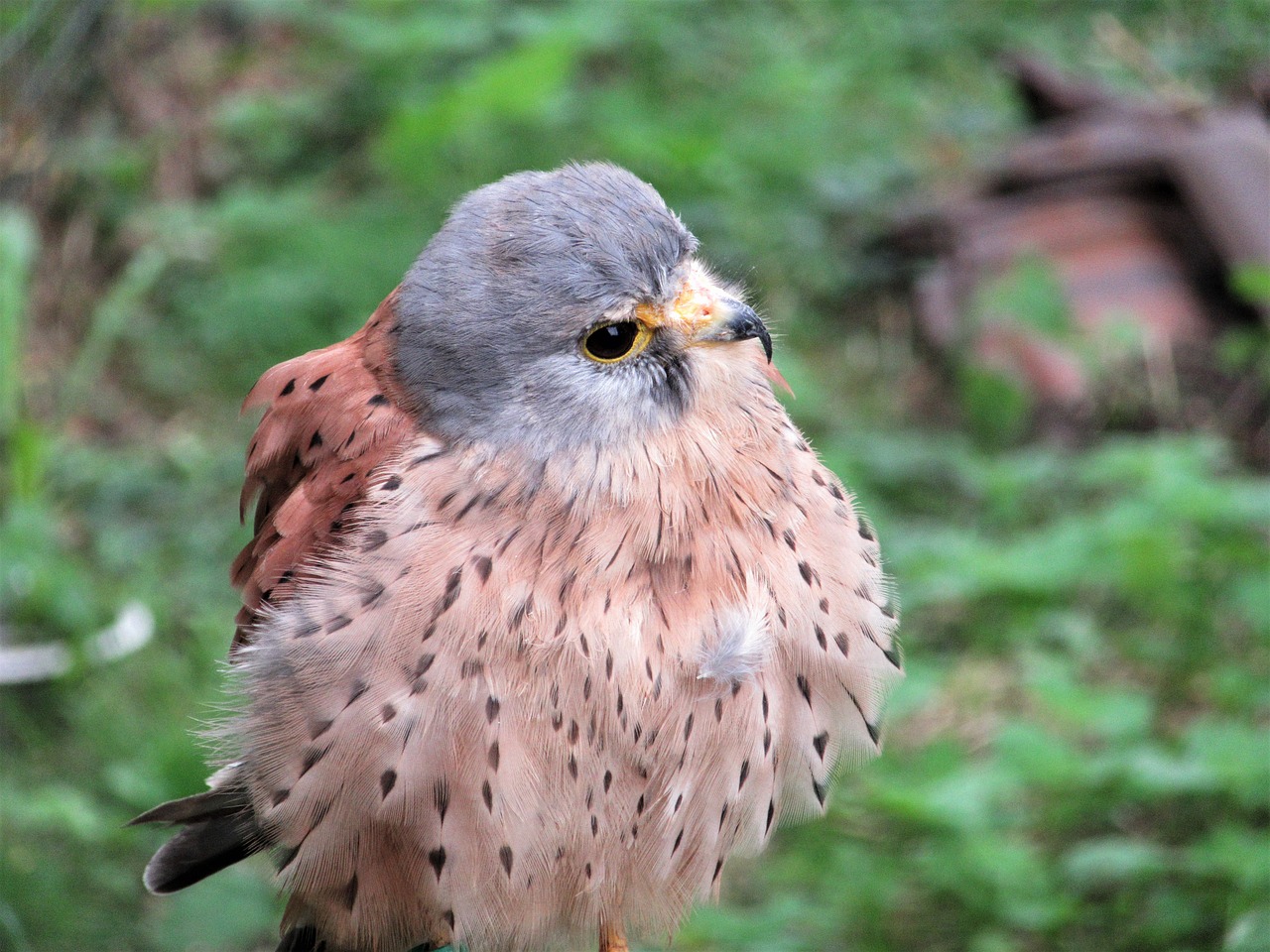 Image - kestrel plumage bird falcon