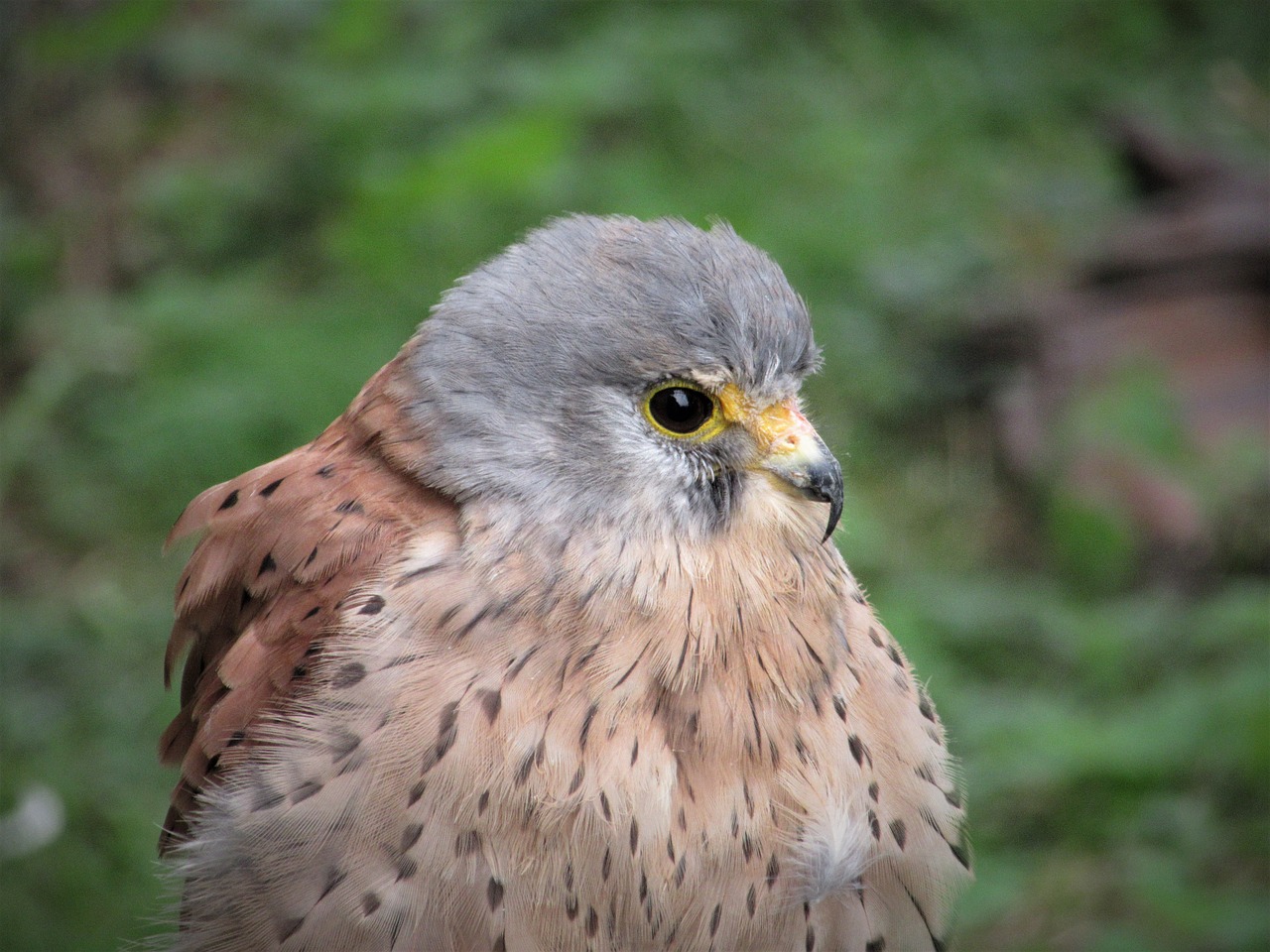 Image - kestrel plumage bird falcon