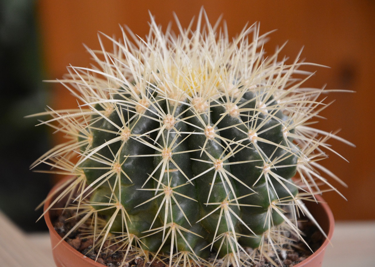 Image - cactus thorns thorny plant plant