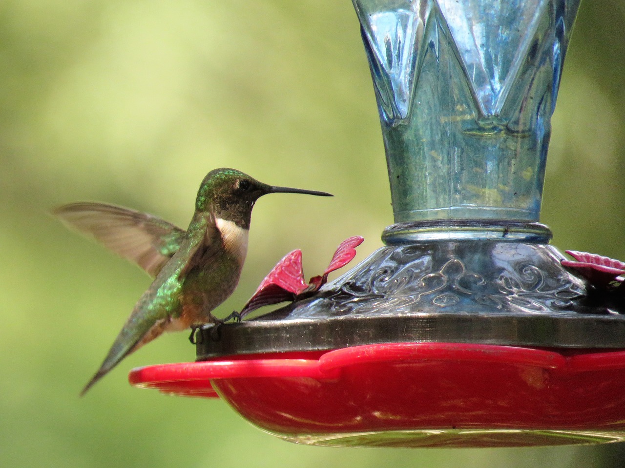 Image - bird hummingbird colorful wildlife