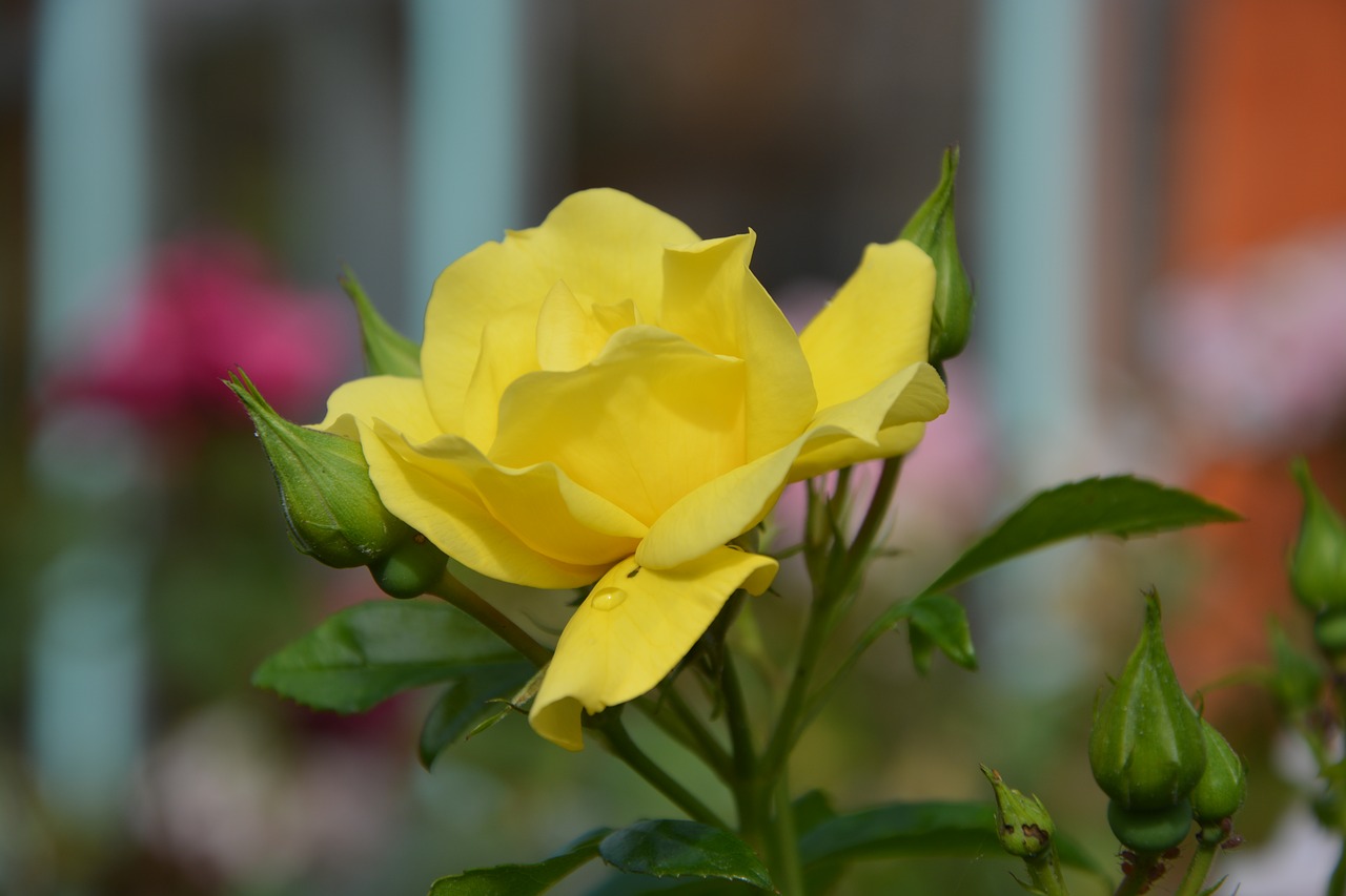 Image - flower yellow rose button