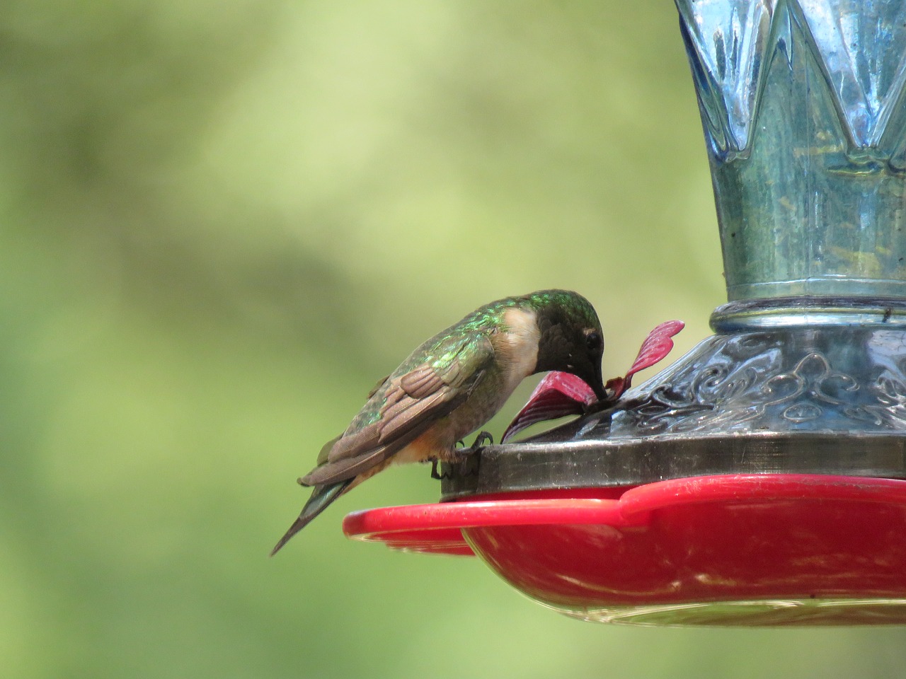 Image - bird hummingbird colorful wildlife