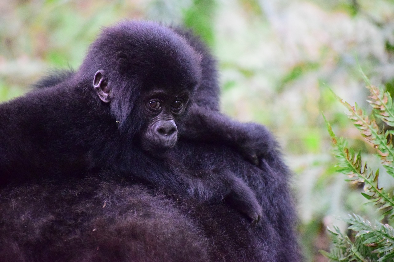 Image - mountain gorilla uganda primate ape