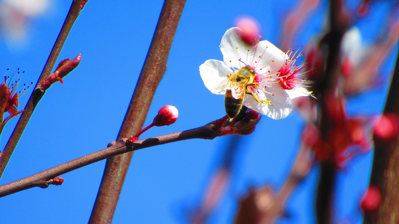 Image - polinizacion bee flower nature