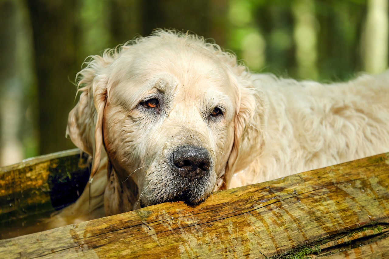 Image - golden retriever dog retriever male