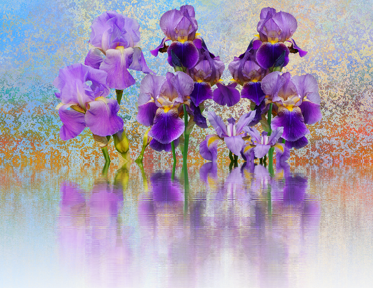 Image - iris flower schwertliliengewaechs