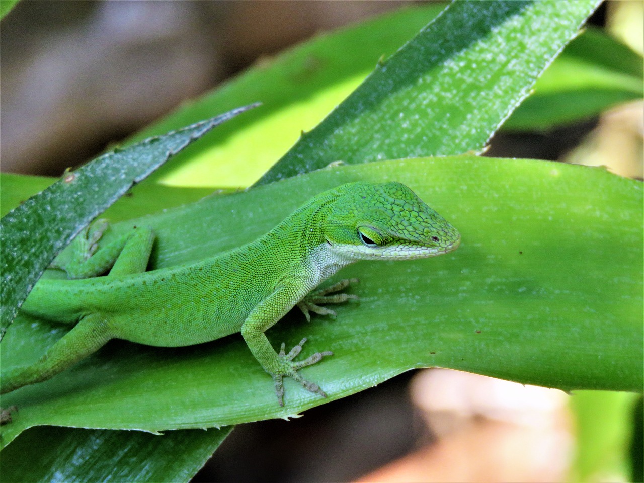 Image - reptile lizard green and white