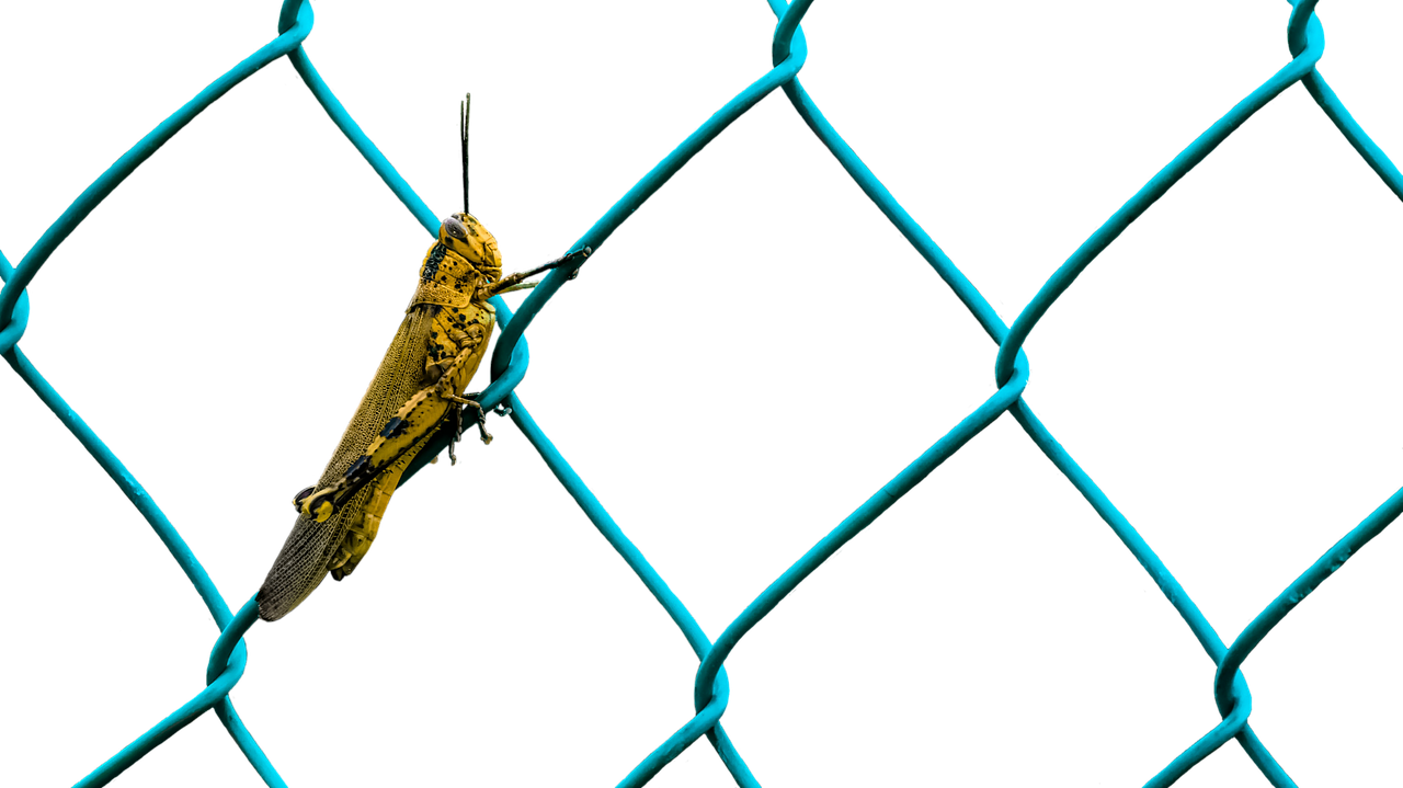 Image - grasshopper animals insect fence