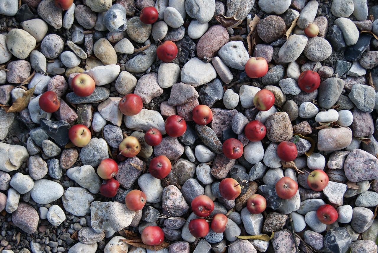 Image - apples the stones nature september