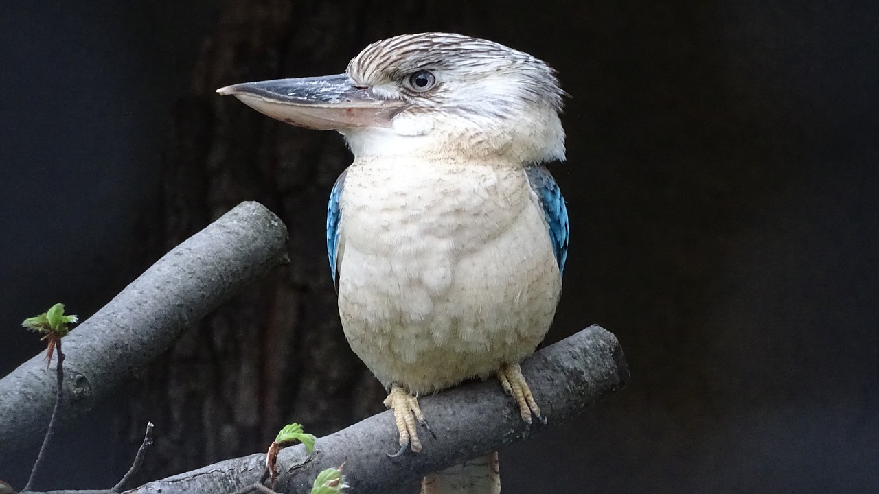 Image - animals birds australia new guinea