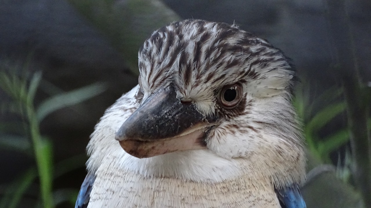 Image - animals birds australia new guinea