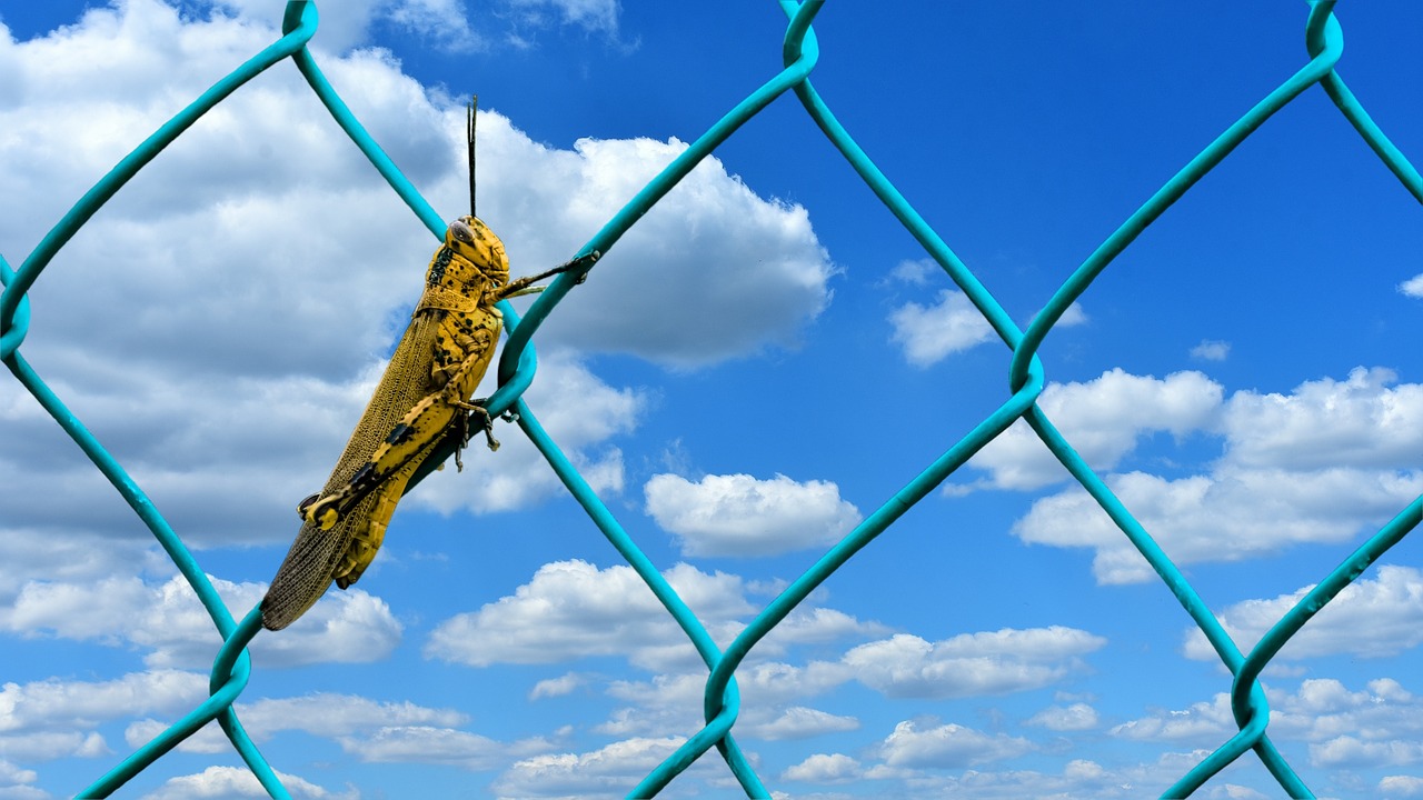 Image - grasshopper animals insect fence