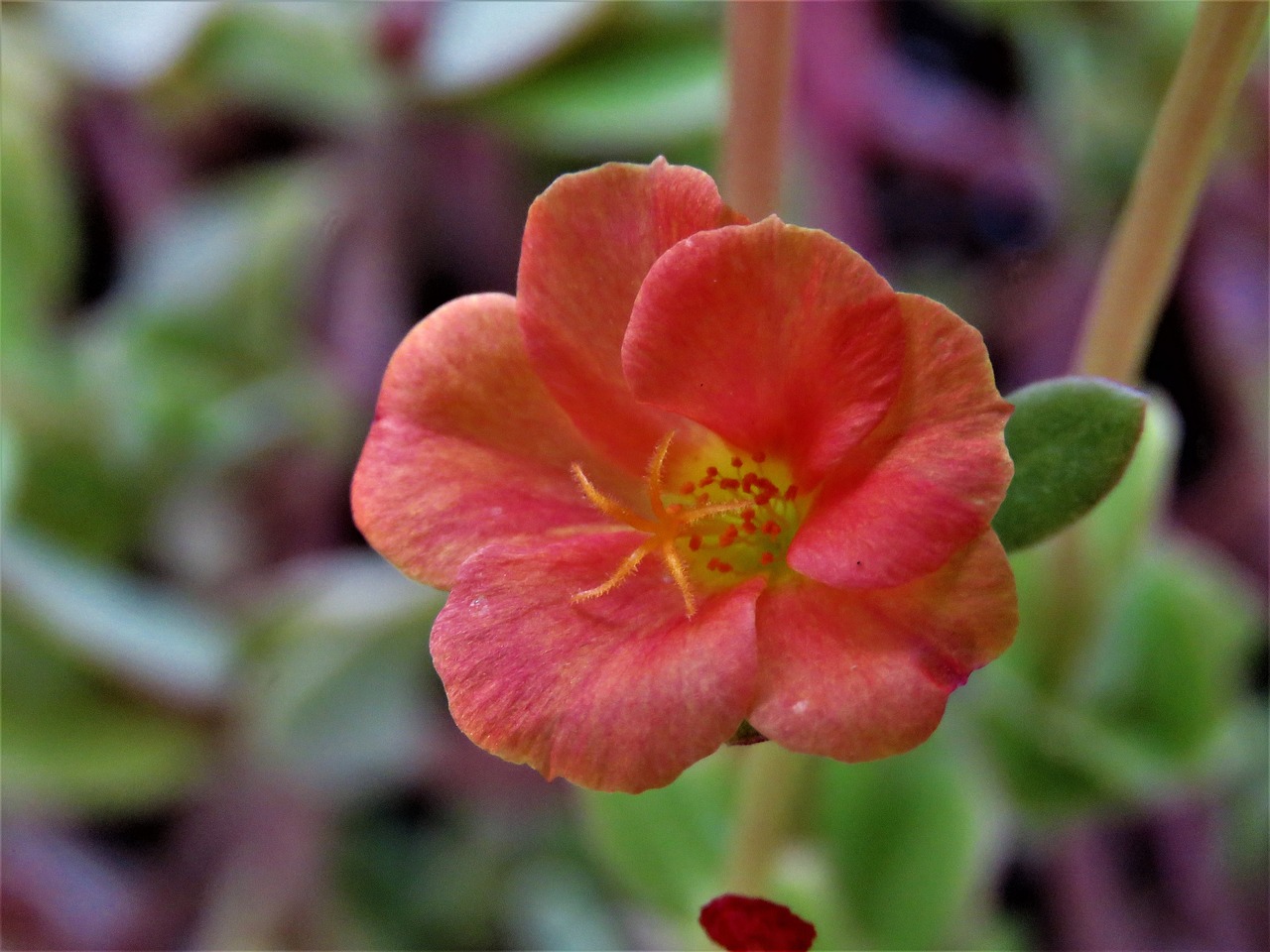 Image - flower rust yellow garden