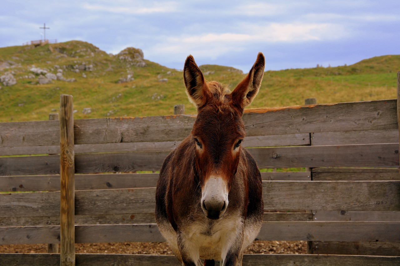 Image - donkey fence mountain animal