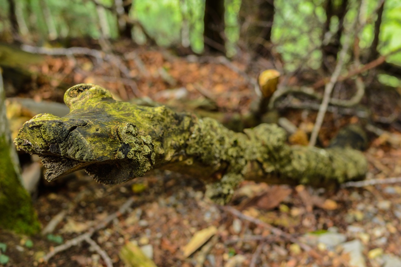 Image - log tribe deciduous forest tree