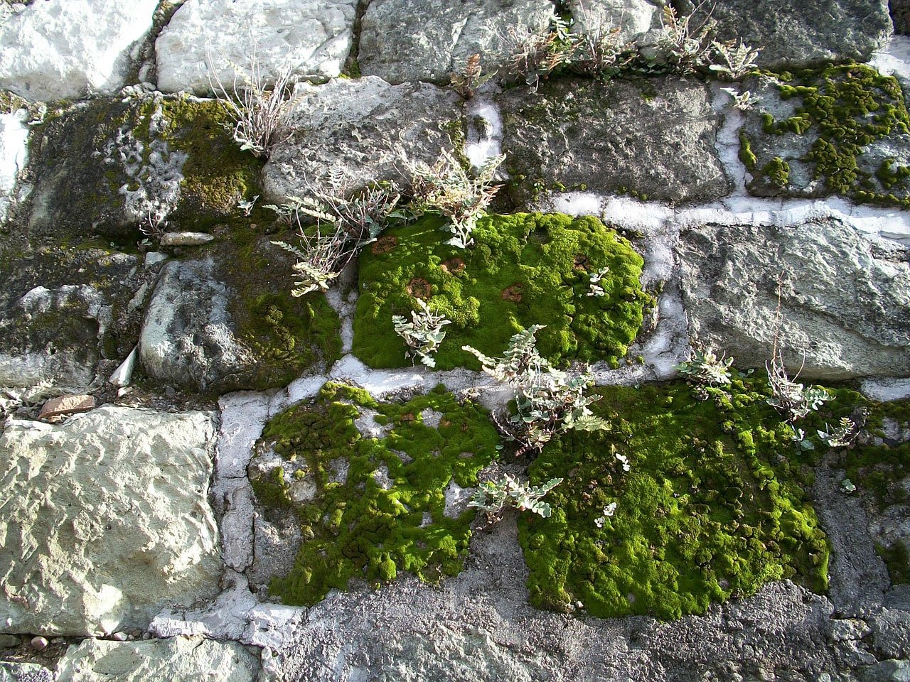 Image - moss hornworts liverworts lichen