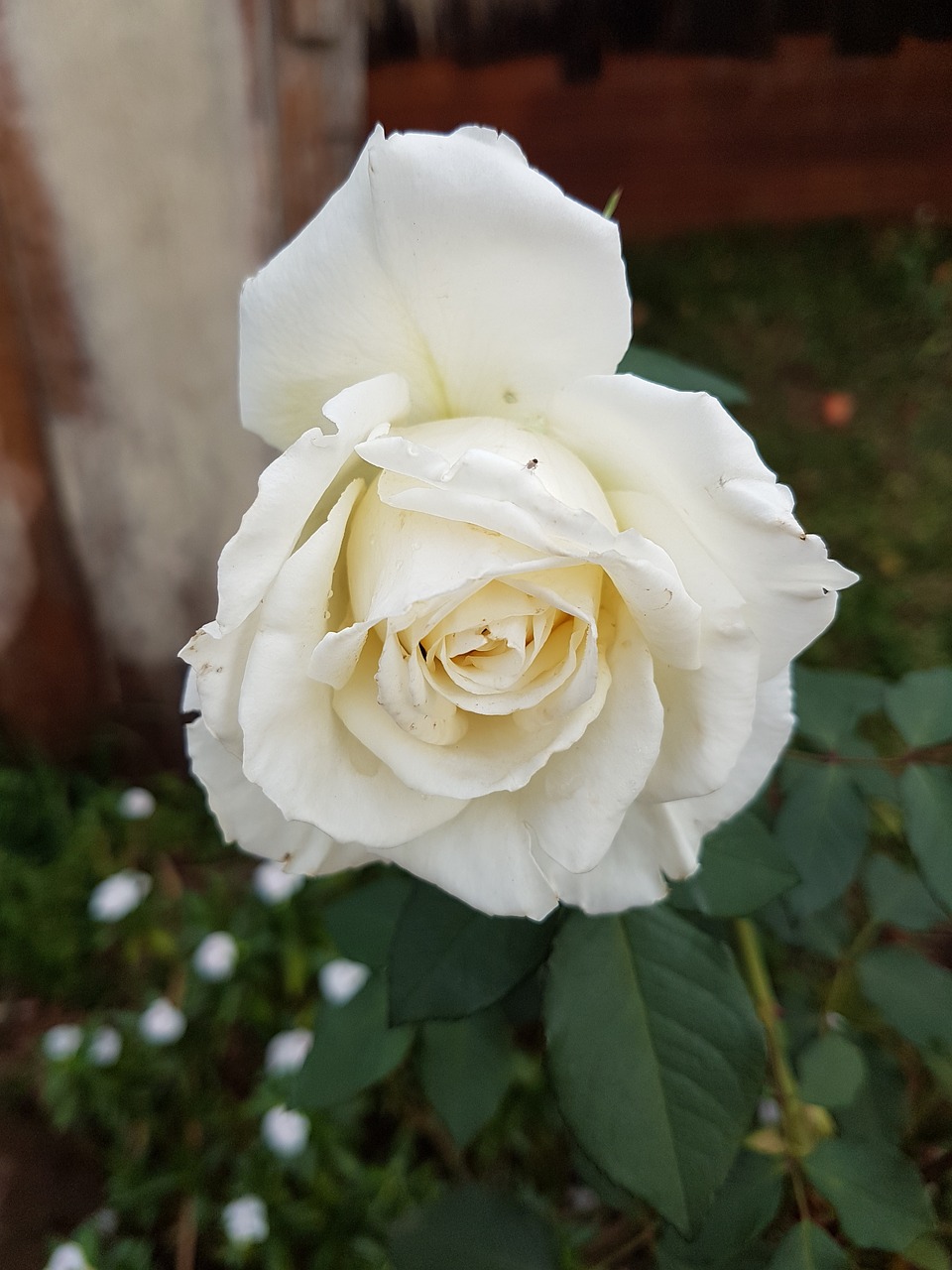 Image - rosa flowers rustic white