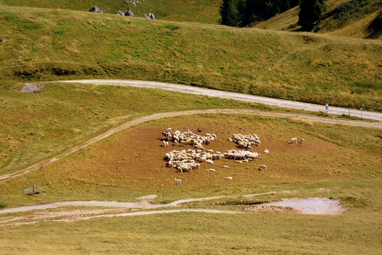 Image - flock mountain sheep prato animal