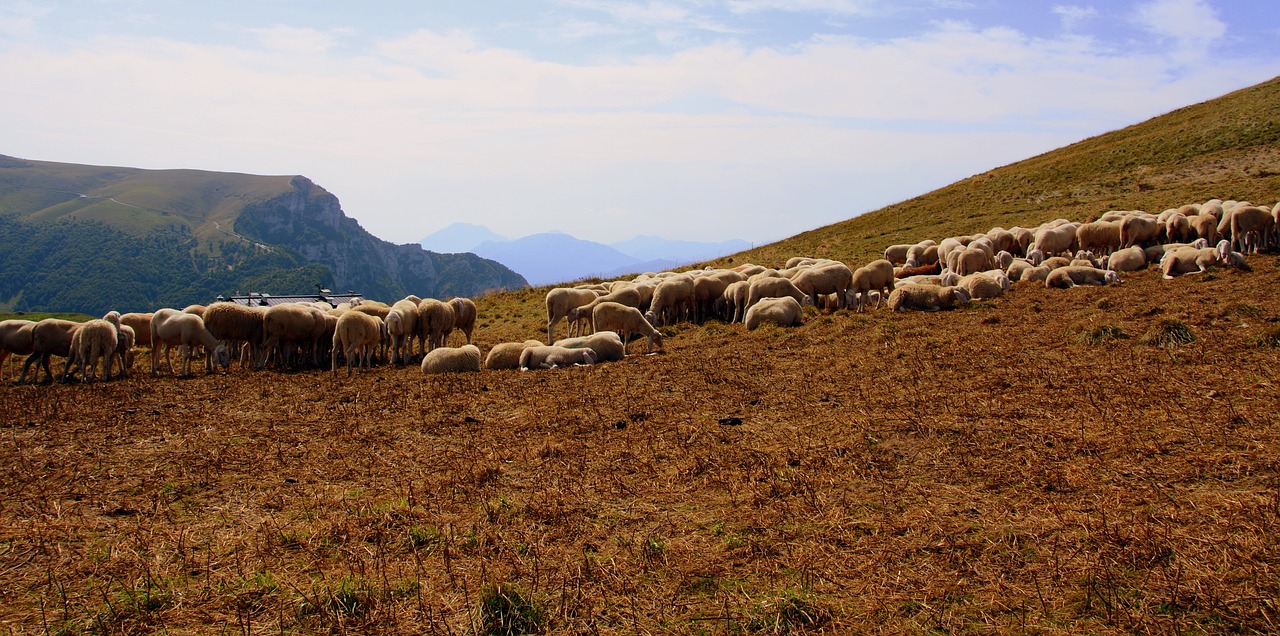 Image - flock mountain sheep prato animal