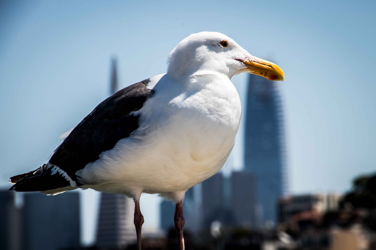 Image - seagull bird close sharp macro