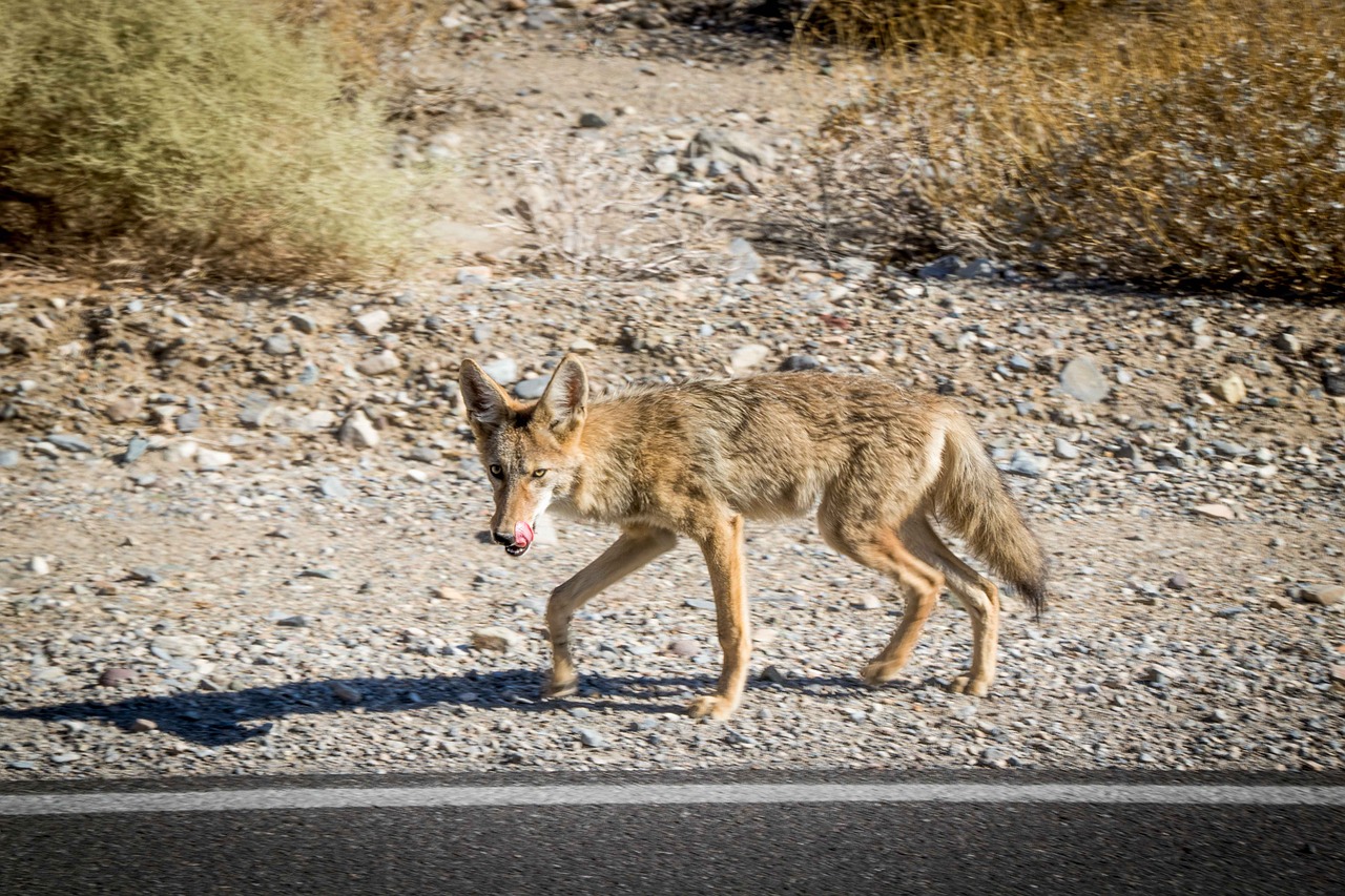 Image - valley death desert desert fox