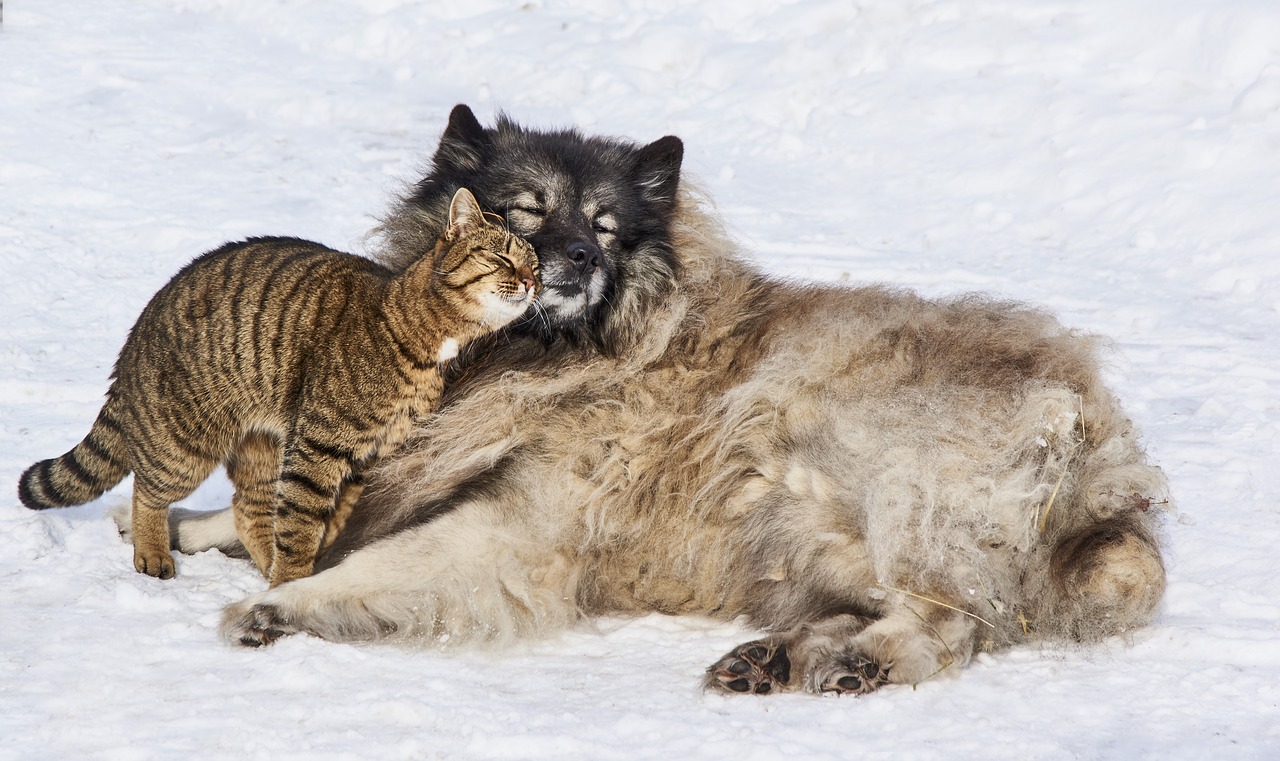 Image - love dog cat together animal fur