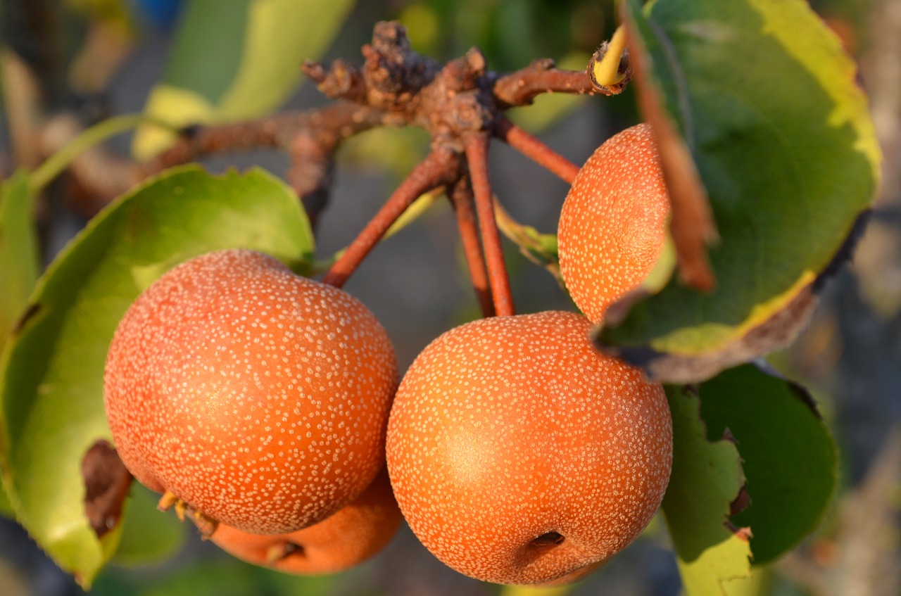 Image - pears pears nashi pears japanese