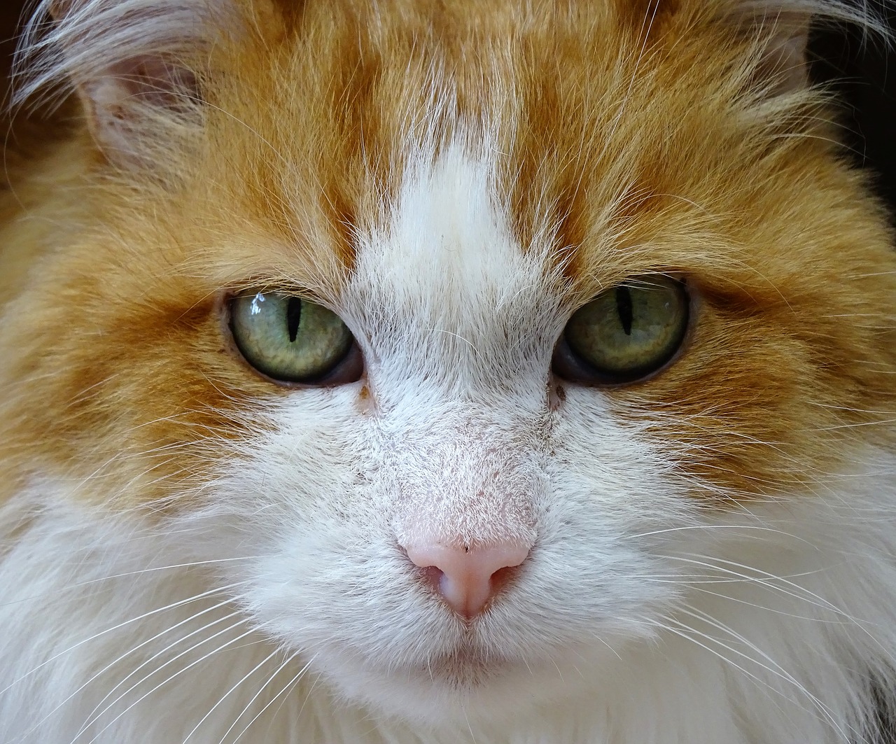 Image - cat domestic cat pet face feline