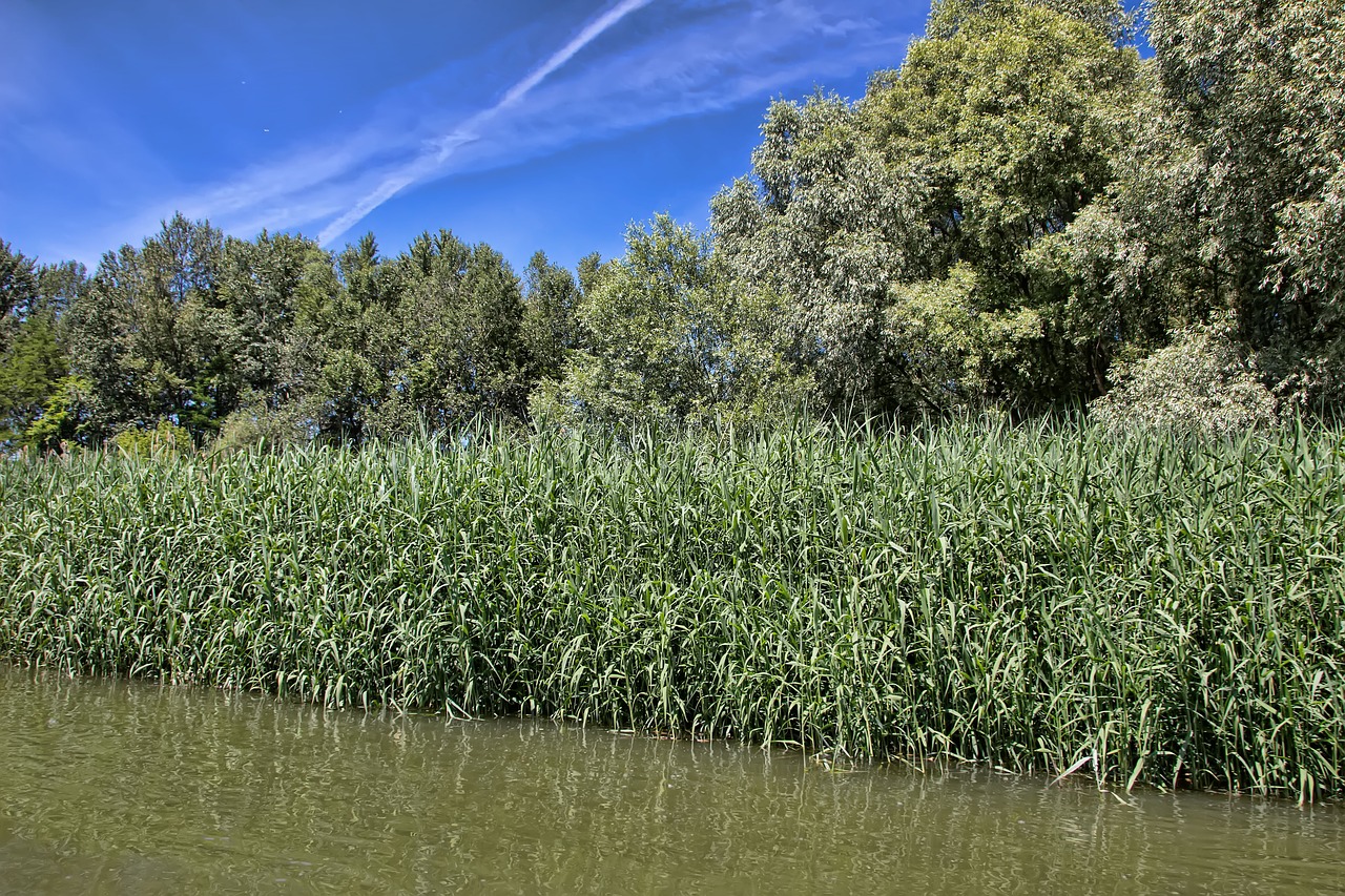 Image - danube slovakia nature green