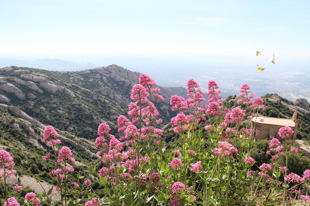 Image - butterflies flowers view sky