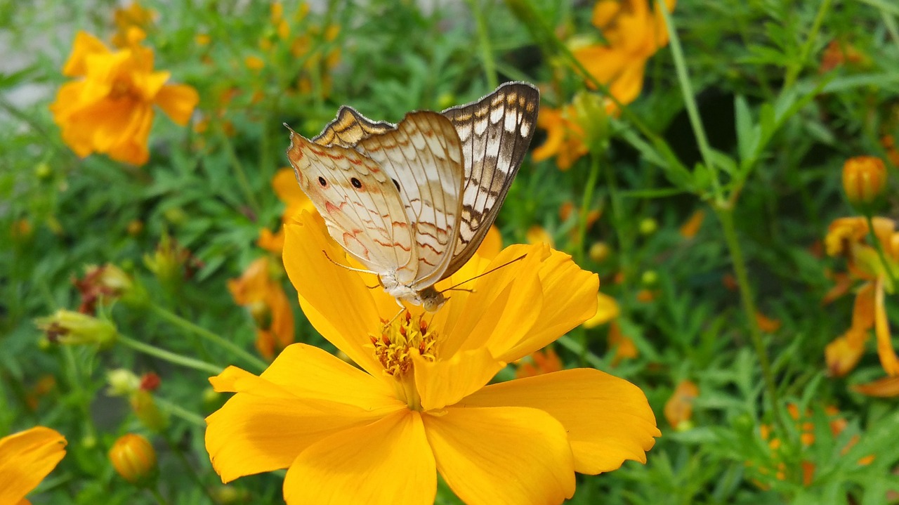 Image - butterfly braun wings yellow