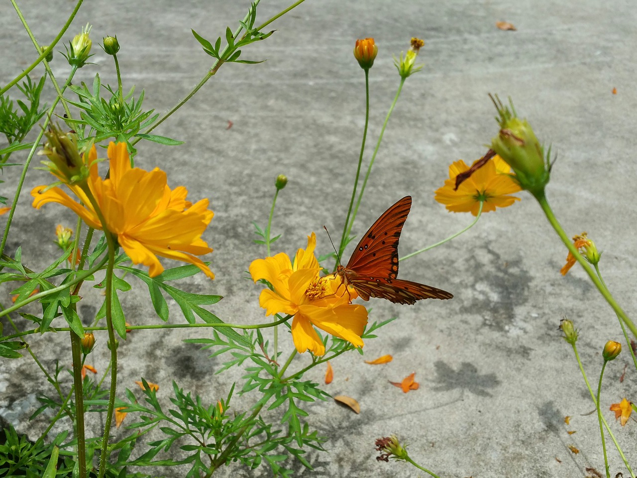 Image - red butterfly flowers shadow yellow