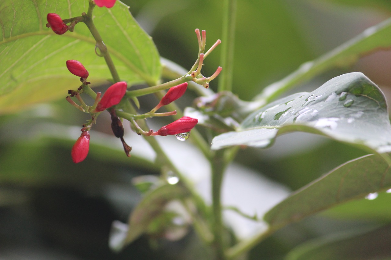 Image - shrub flower bud rain raindrop