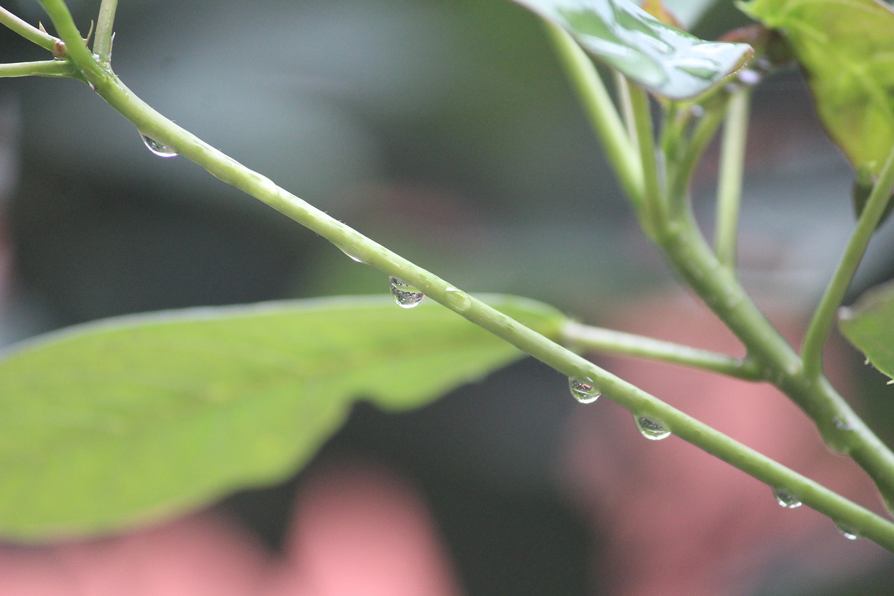 Image - plant branch focused water drops