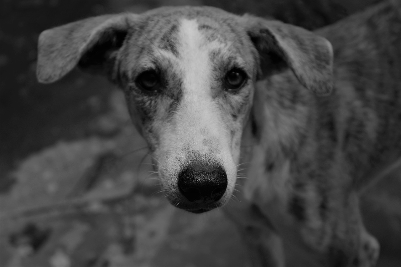 Image - dog canine monochrome dark usct