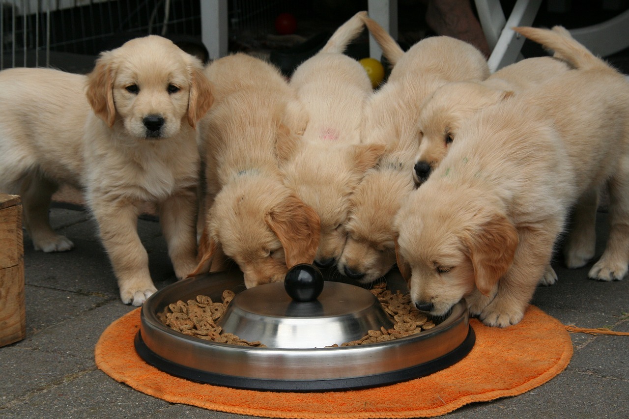 Image - golden retriever puppy