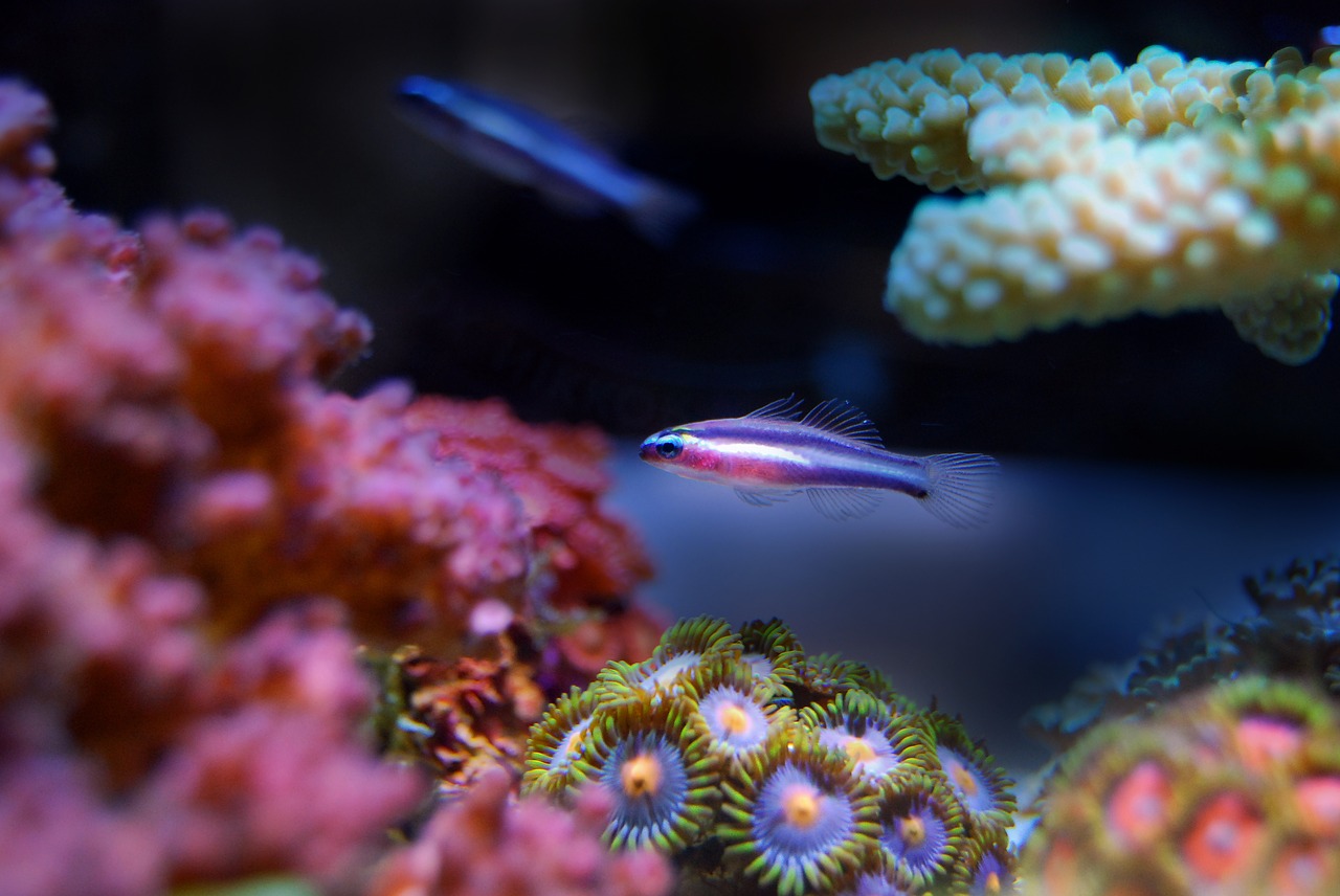 Image - fish reef coral sea underwater