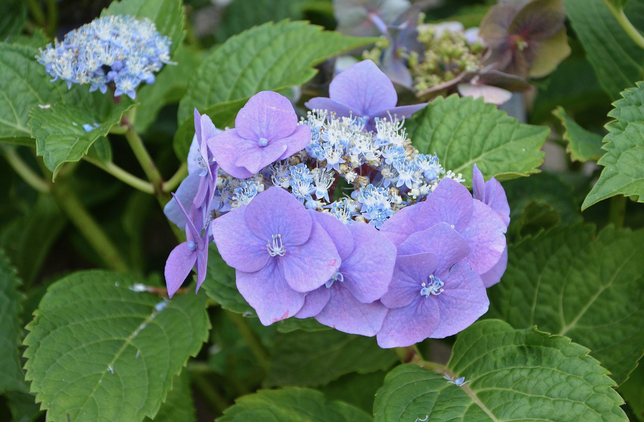 Image - flower color violet hydrangea purple