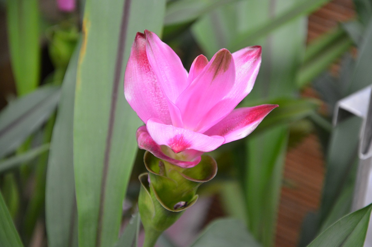 Image - plant flower turmeric rose