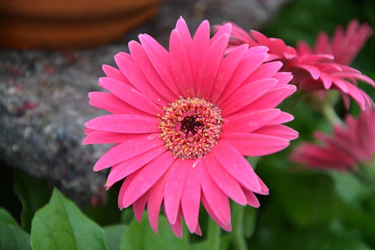 Image - flowers pink fuchsia nature petals