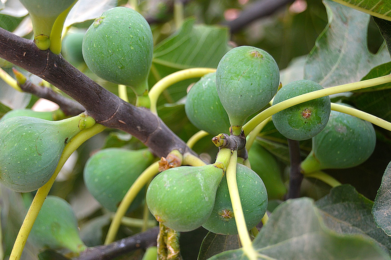 Image - figs fruit fig tree green sweet