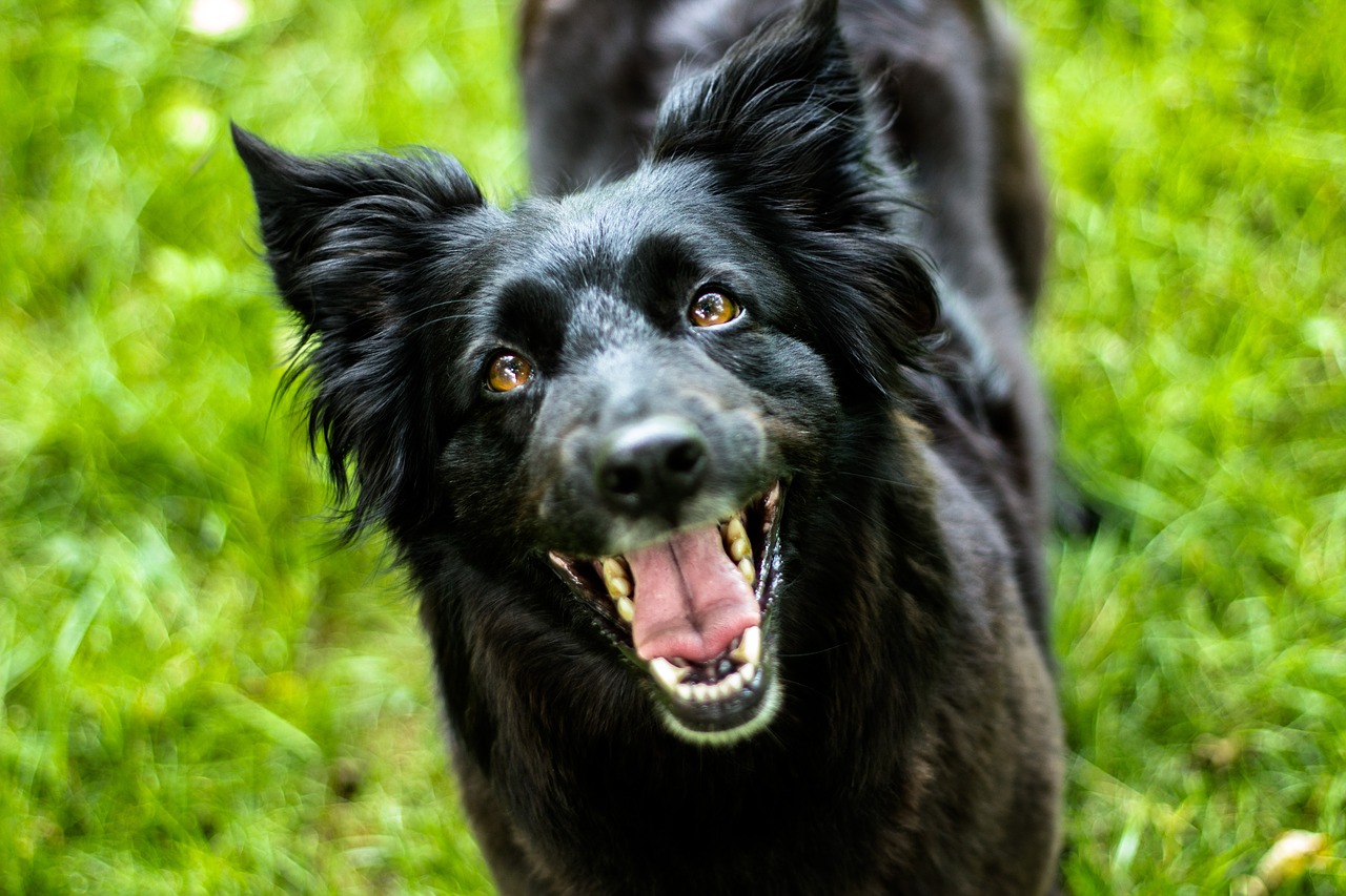 Image - dog black black dog hundeportrait