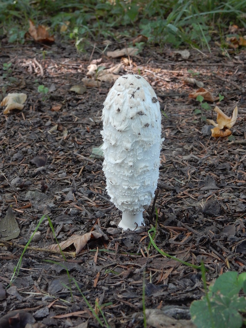 Image - mushroom comatus forest autumn